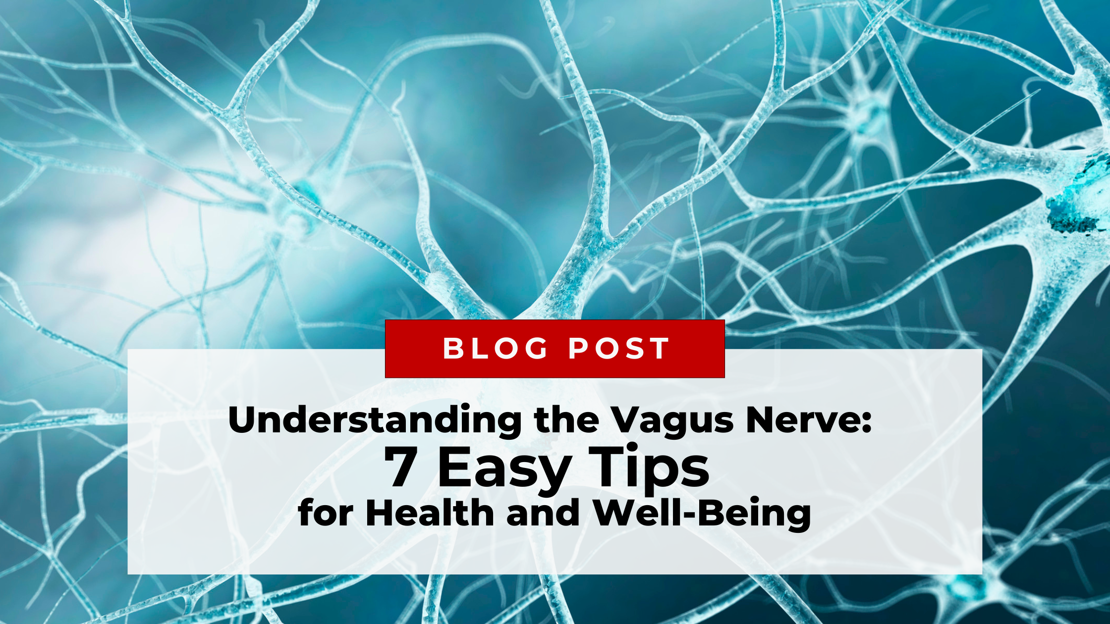 Image of a nerve represents the vagus nerve, which connects the brain to vital organs, playing a role in digestion, heart rate, and emotional well-being for a blog on vagus nerve health and stimulation.