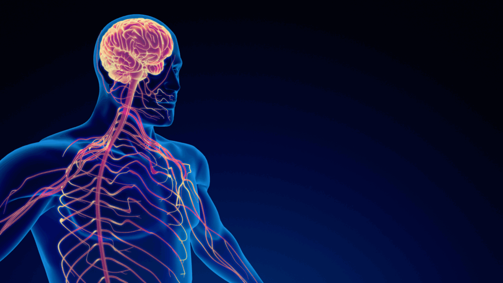 Visual representation of nervous system regulation and stress response pathways