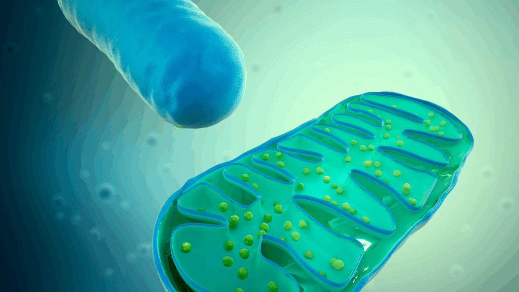 Mitochondria organelles play a central role in cellular vitality and aging.