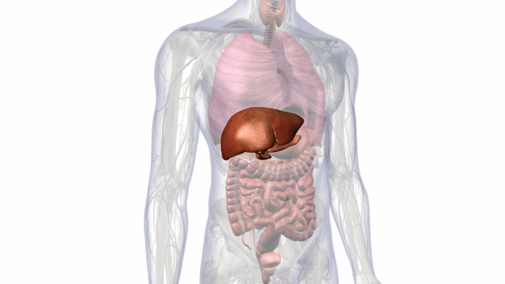 Another overlooked contributor to hormone imbalance? Gut health.